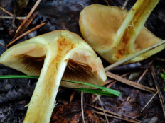 Гриб из Челябинск