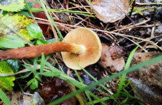 Гриб из Челябинск