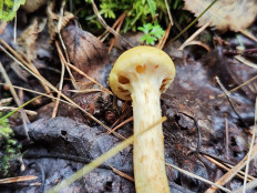 Гриб из Челябинск