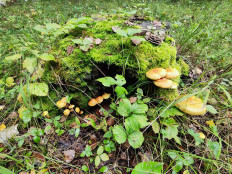 Гриб из Челябинск