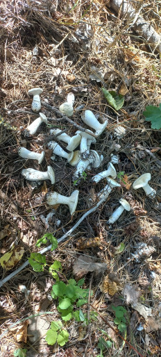 Гриб из Саратов