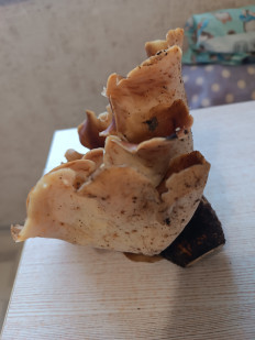 Гриб из Уфа