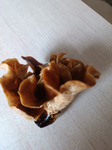 Гриб из Уфа