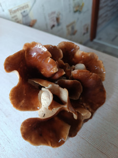 Гриб из Уфа