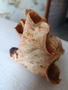 Гриб из Уфа