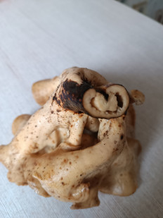 Гриб из Уфа