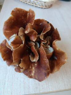 Гриб из Уфа