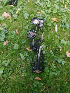 Гриб из Москва