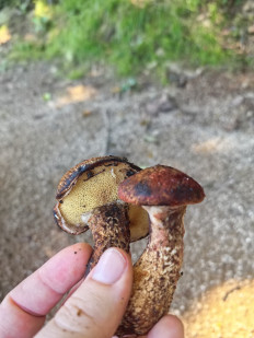 Гриб из Партизанск, Приморский край