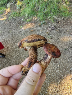 Гриб из Партизанск, Приморский край