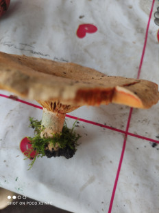 Гриб из Уфа