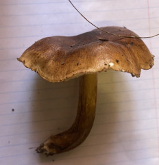 Гриб из Рязань