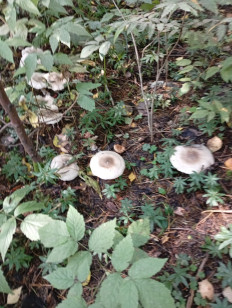 Гриб из Пермь