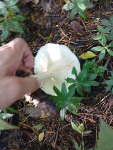 Гриб из Пермь