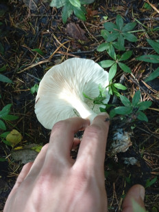 Гриб из Пермь