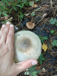 Гриб из Пермь