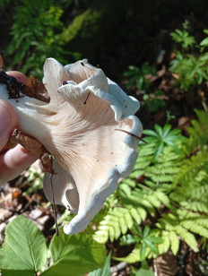 Гриб из Пермь