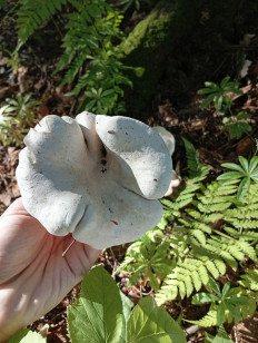 Гриб из Пермь