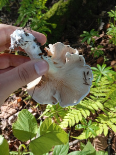 Гриб из Пермь