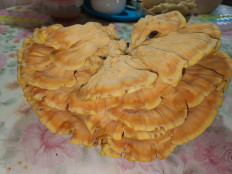 Гриб из Волгоград