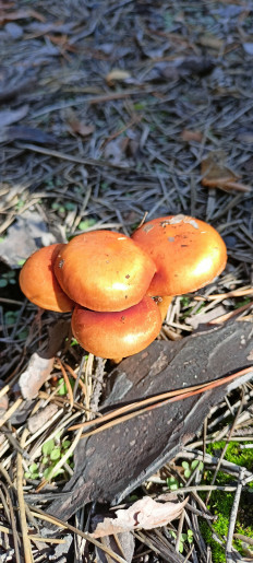 Гриб из Рубцовск