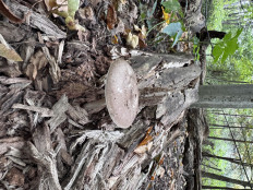 Гриб из Саратов