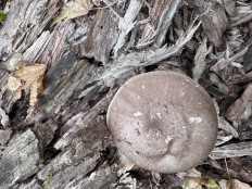 Гриб из Саратов