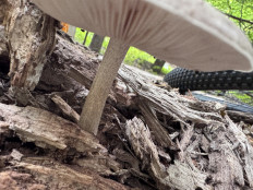 Гриб из Саратов