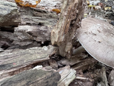 Гриб из Саратов