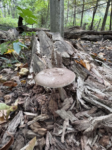 Гриб из Саратов