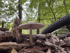 Гриб из Саратов