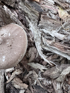 Гриб из Саратов