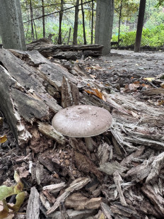 Гриб из Саратов