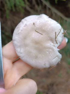 Гриб из Ижевск