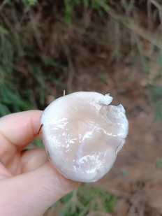 Гриб из Ижевск