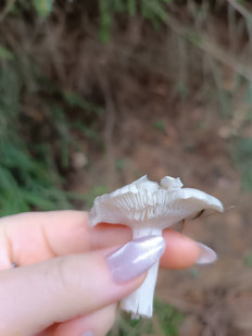 Гриб из Ижевск