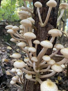 Гриб из Лен.область