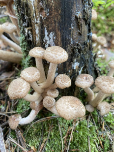 Гриб из Лен.область