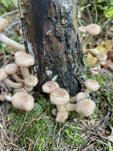 Гриб из Лен.область