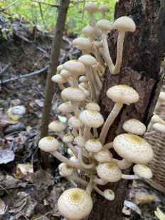 Гриб из Лен.область