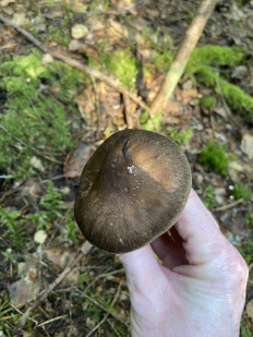 Гриб из Лен.область