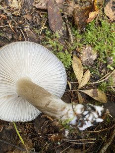 Гриб из Лен.область