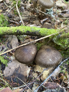 Гриб из Лен.область