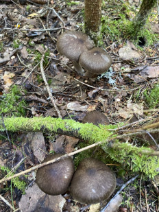 Гриб из Лен.область