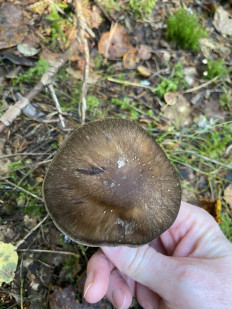 Гриб из Лен.область