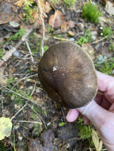 Гриб из Лен.область