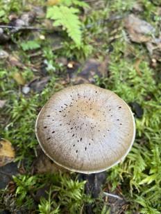 Гриб из Лен.область