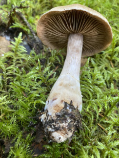 Гриб из Лен.область