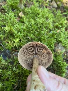 Гриб из Лен.область