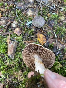 Гриб из Лен.область